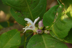 Citrus medica